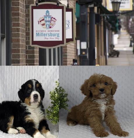 Bernedoodle & Cavapoo Breeder in Millersburg,OH